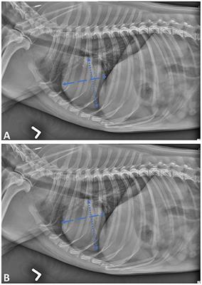 Comparison of a Deep Learning Algorithm vs. Humans for Vertebral Heart Scale Measurements in Cats and Dogs Shows a High Degree of Agreement Among Readers